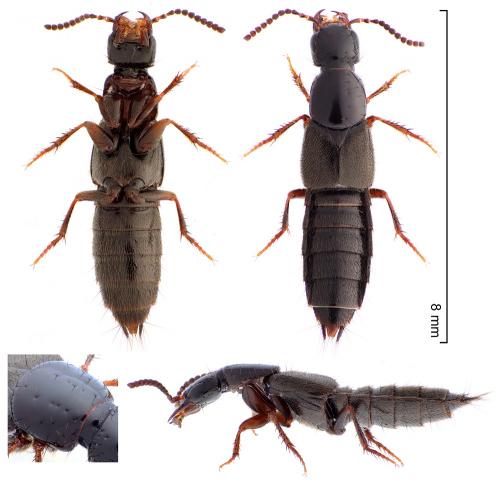 Réf. 277 644 : Philonthus rectangulus