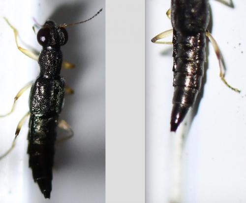 Réf. 277 443 : Stenus sp.