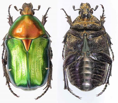 Cetonia delagrangei