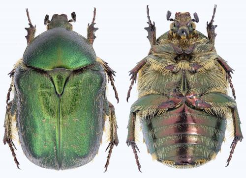 Netocia turcomanica