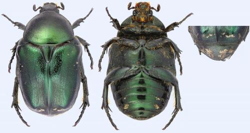 Réf. 277 562 : Netocia trojana ephesia