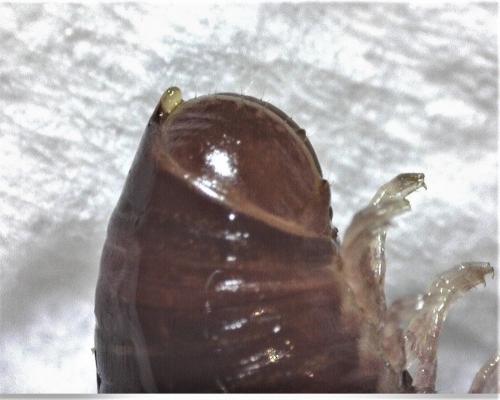 Cylindroiulus londinensis
