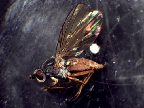 Réf. 277 233 : Heteromyza atricornis