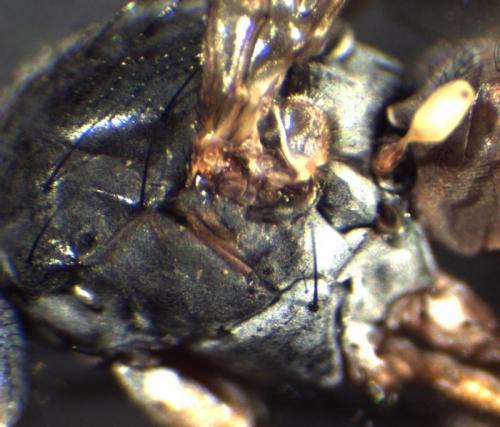 Réf. 277 234 : Heteromyza atricornis