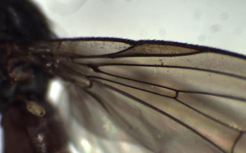Heteromyza atricornis
