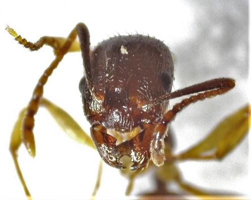 Aphaenogaster subterranea