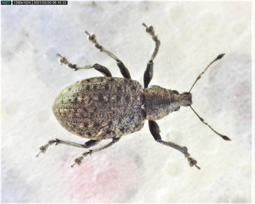 Réf. 277 474 : Liophloeus tessulatus