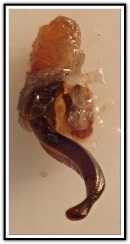 Réf. 277 000 : Ophonus incisus