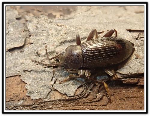 Réf. 277 040 : Stenomax aeneus