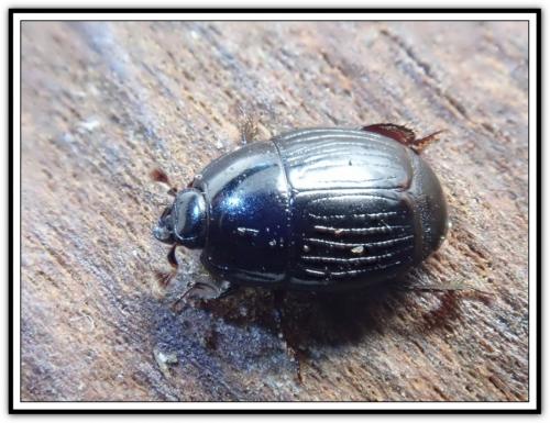 Atholus duodecimstriatus duodecimstriatus