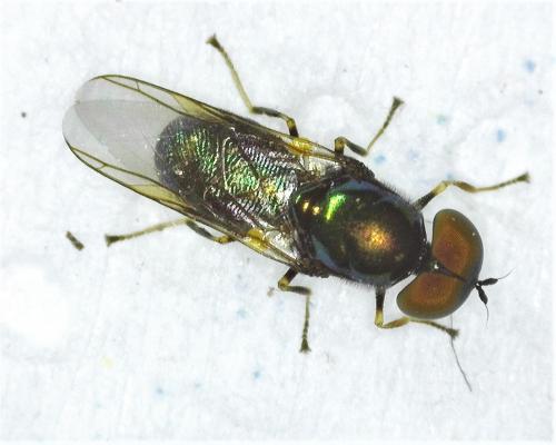 Réf. 277 654 : Microchrysa polita