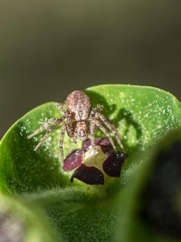 Philodromus sp.