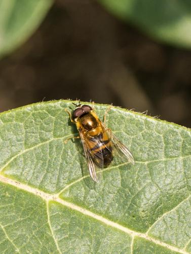 Réf. 277 502 : Epistrophe eligans