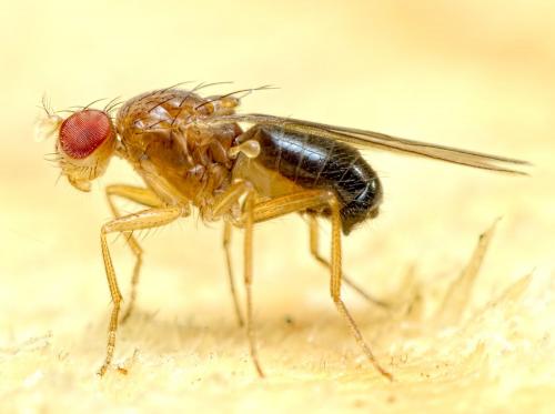 Lordiphosa fenestrarum