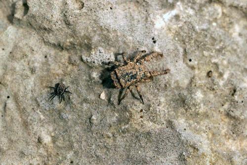 Réf. 277 238 : Allocaeculus catalanus
