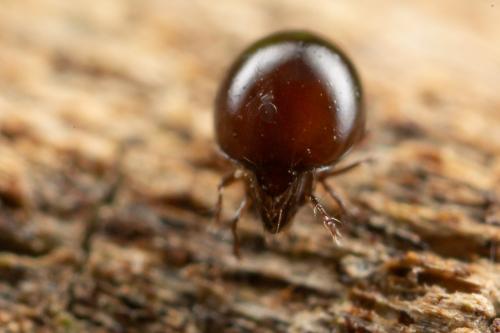 Dorycranosus acutus