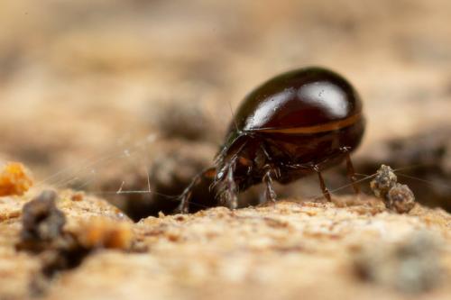 Dorycranosus acutus