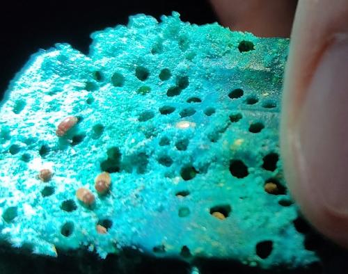 Stegobium paniceum