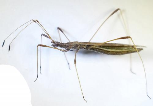Réf. 277 971 : Neides tipularius