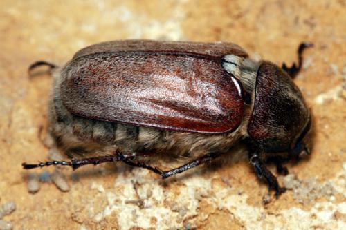 Anoxia villosa