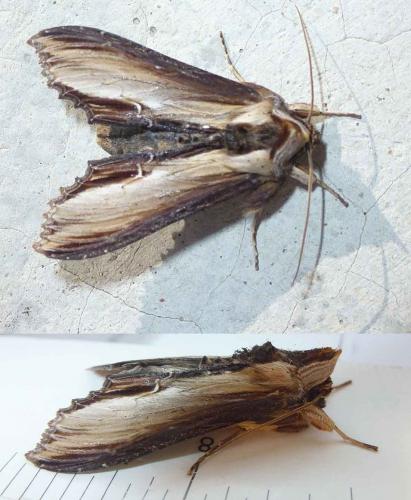 Réf. 277 672 : Cucullia verbasci