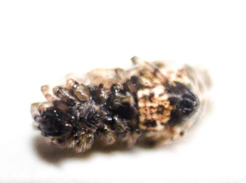Réf. 277 769 : Cyclosa insulana