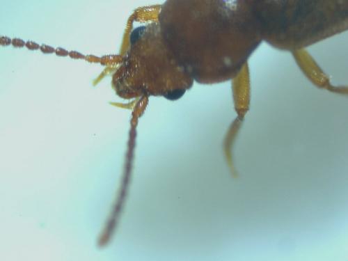 Lesteva sp.