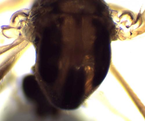 Réf. 277 418 : Dixa submaculata