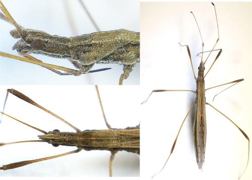 Réf. 277 972 : Neides tipularius