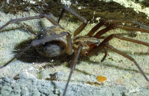Eratigena sp.
