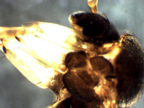 Exechia sp.