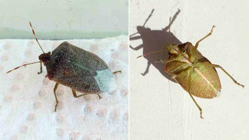 Nezara viridula
