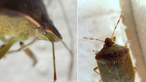 Nezara viridula