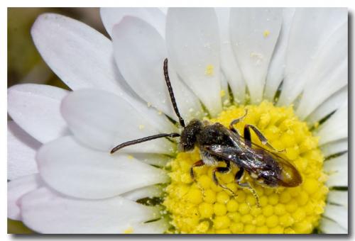 Réf. 277 249 : Nomada sp.