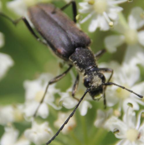 Anastrangalia dubia