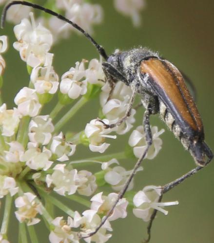 Anastrangalia dubia