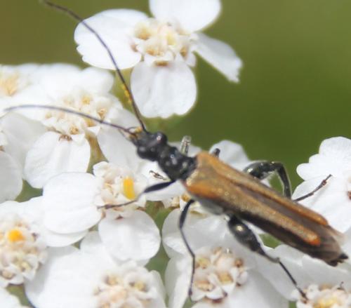 Réf. 277 710 : Oedemera femorata