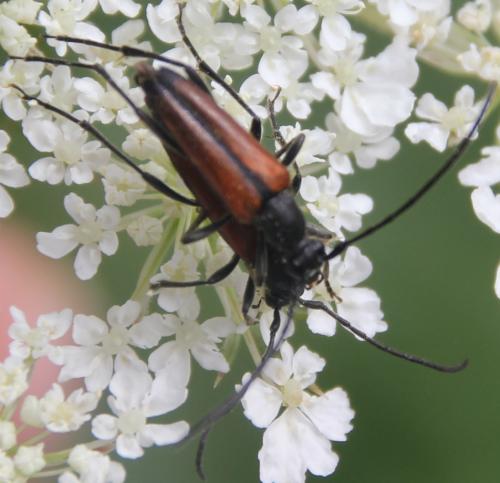 Stenurella melanura