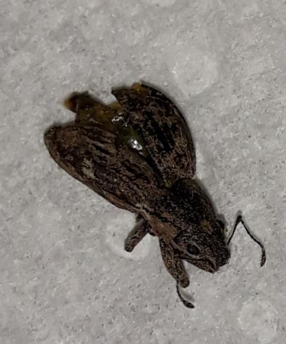 Naupactus cervinus