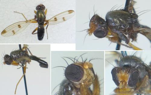 Réf. 277 114 : Geomyza tripunctata