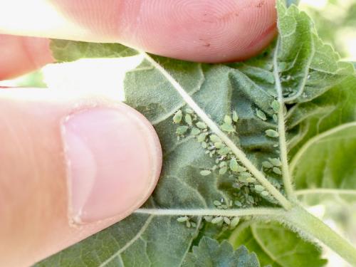 Aphis umbrella