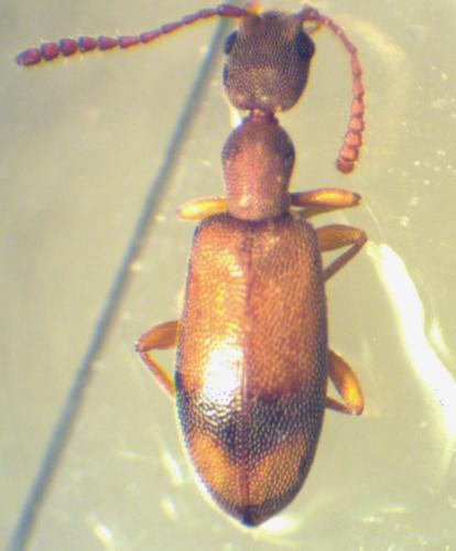 Réf. 277 576 : Endomia unifasciata