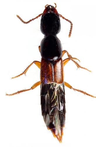 Réf. 277 538 : Othius punctulatus