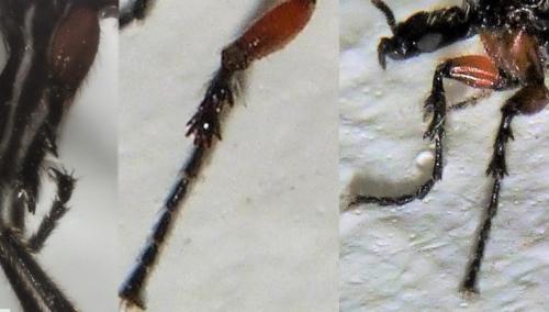 Dilophus antipedalis