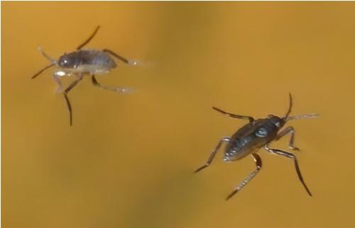 Velia sp.