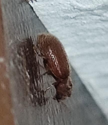 Stegobium paniceum