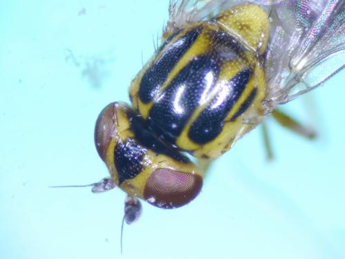 Réf. 277 803 : Thaumatomyia notata