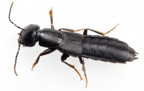 Réf. 277 539 : Tasgius sp.