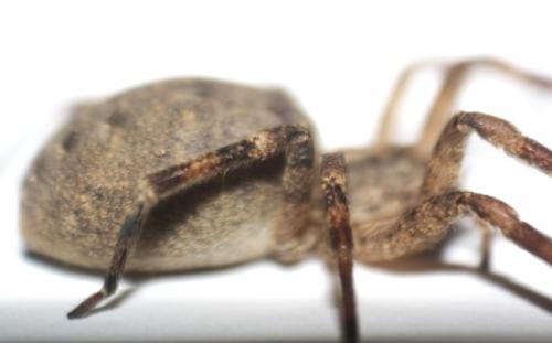 Zoropsis sp.
