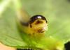 277687 – Photo : Alexander Boldyrev – Russie